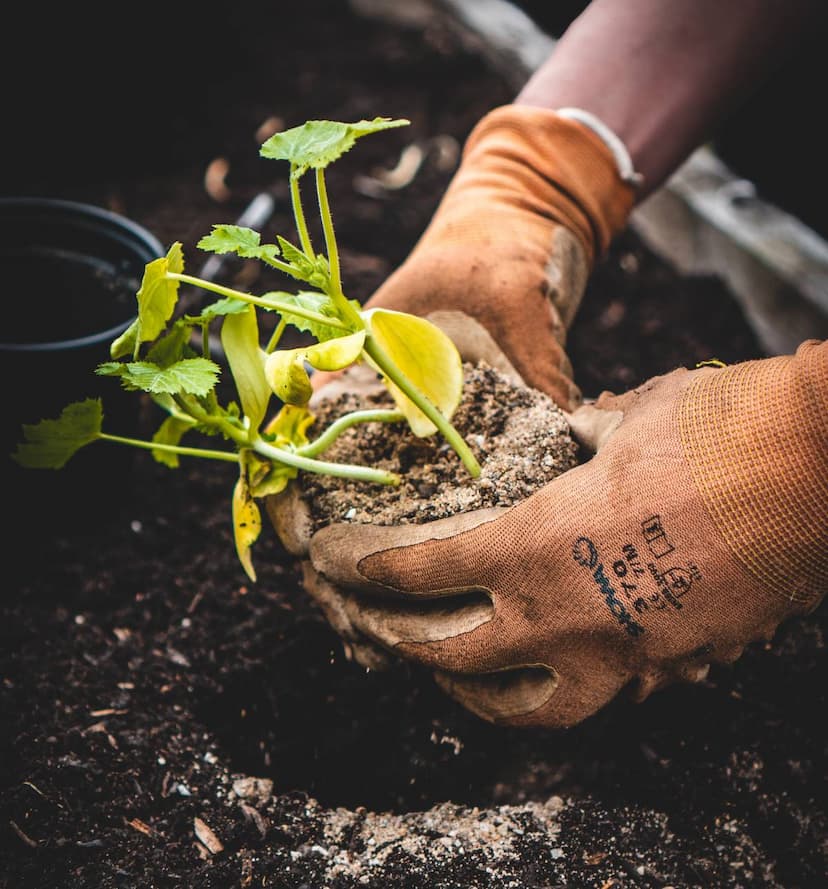 Tree planted for each user